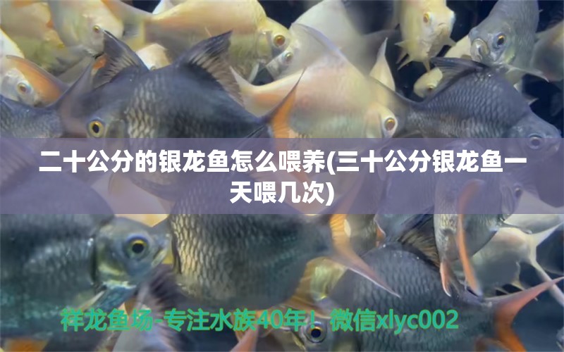 二十公分的銀龍魚怎么喂養(yǎng)(三十公分銀龍魚一天喂幾次)