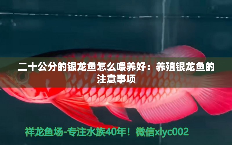 二十公分的銀龍魚(yú)怎么喂養(yǎng)好：養(yǎng)殖銀龍魚(yú)的注意事項(xiàng) 水族問(wèn)答 第1張