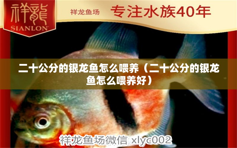 二十公分的銀龍魚怎么喂養(yǎng)（二十公分的銀龍魚怎么喂養(yǎng)好）