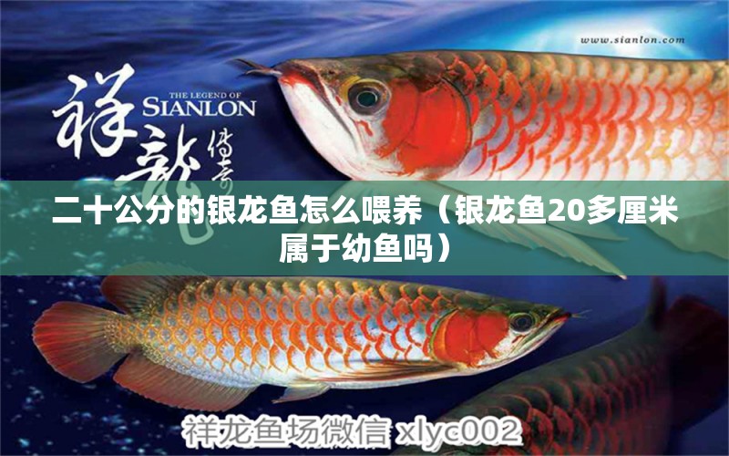 二十公分的銀龍魚怎么喂養(yǎng)（銀龍魚20多厘米屬于幼魚嗎） 觀賞魚批發(fā)