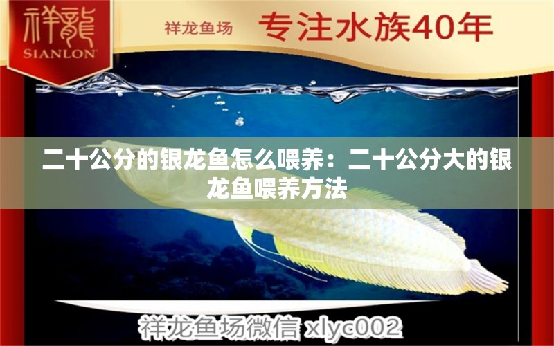 二十公分的銀龍魚怎么喂養(yǎng)：二十公分大的銀龍魚喂養(yǎng)方法 水族問答 第1張