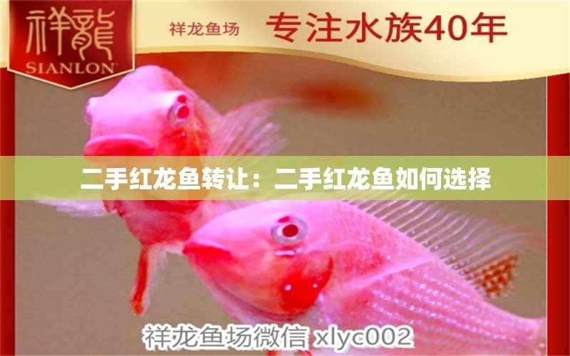 二手紅龍魚轉讓：二手紅龍魚如何選擇 水族問答 第2張