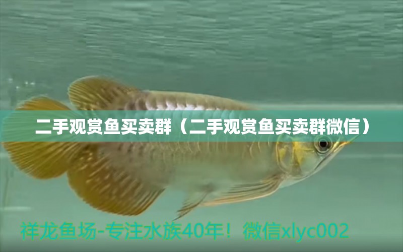 二手觀賞魚(yú)買賣群（二手觀賞魚(yú)買賣群微信）