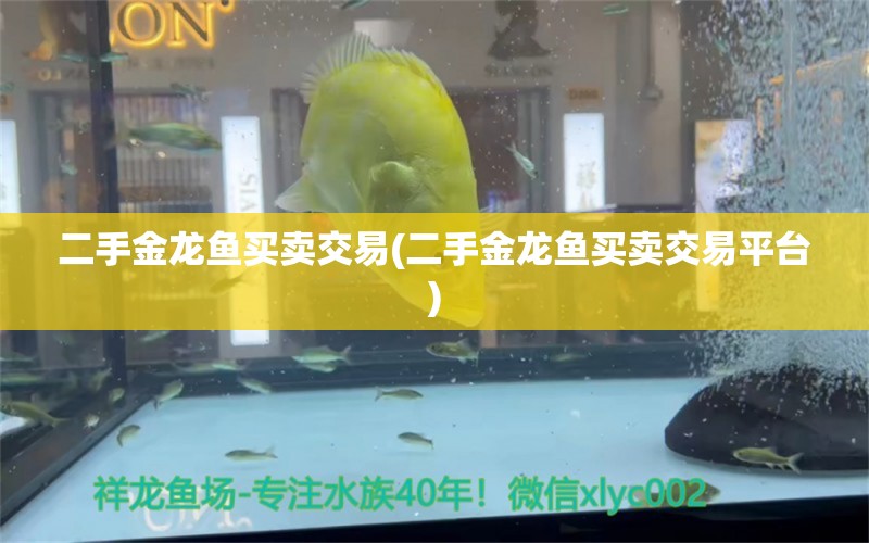 二手金龍魚買賣交易(二手金龍魚買賣交易平臺)