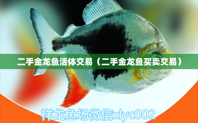 二手金龍魚(yú)活體交易（二手金龍魚(yú)買賣交易） 祥龍魚(yú)場(chǎng)其他產(chǎn)品