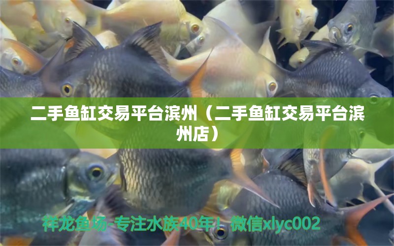 二手魚缸交易平臺濱州（二手魚缸交易平臺濱州店）