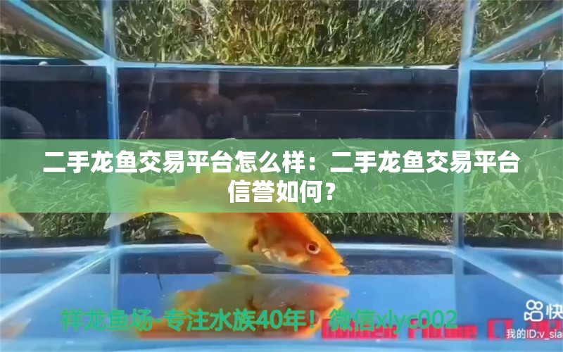 二手龍魚交易平臺怎么樣：二手龍魚交易平臺信譽如何？ 水族問答 第2張