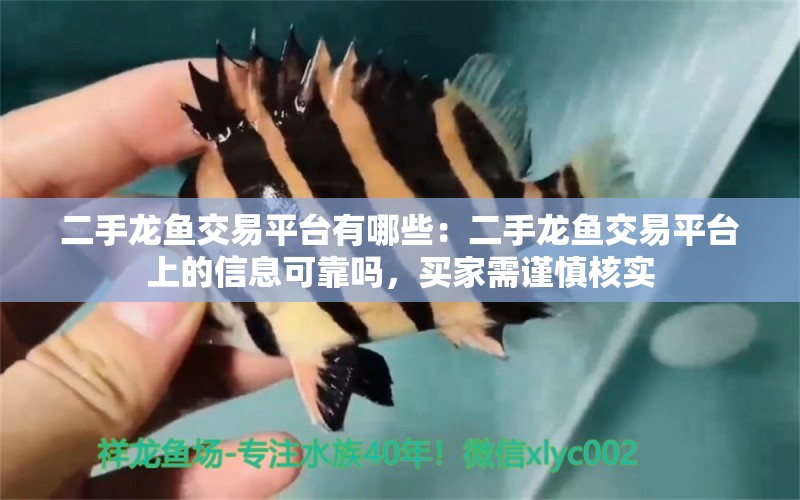 二手龍魚交易平臺有哪些：二手龍魚交易平臺上的信息可靠嗎，買家需謹慎核實 水族問答 第1張