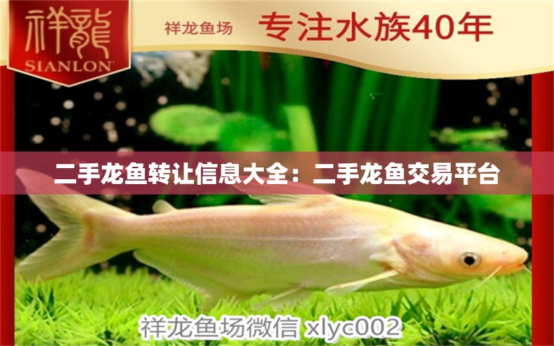 二手龍魚轉(zhuǎn)讓信息大全：二手龍魚交易平臺(tái) 廣州水族批發(fā)市場(chǎng)