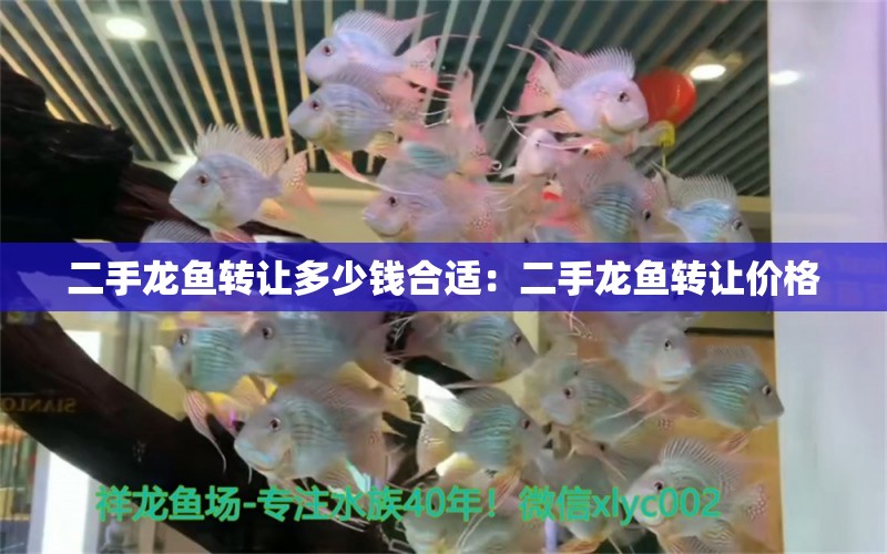 二手龍魚轉(zhuǎn)讓多少錢合適：二手龍魚轉(zhuǎn)讓價格 水族問答 第2張