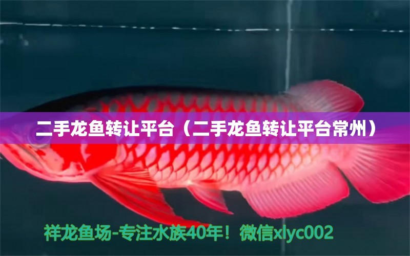 二手龍魚轉(zhuǎn)讓平臺（二手龍魚轉(zhuǎn)讓平臺常州） 成吉思汗鯊（球鯊）魚