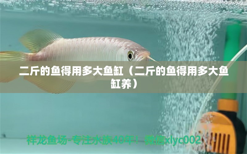 二斤的魚得用多大魚缸（二斤的魚得用多大魚缸養(yǎng)） 其他品牌魚缸