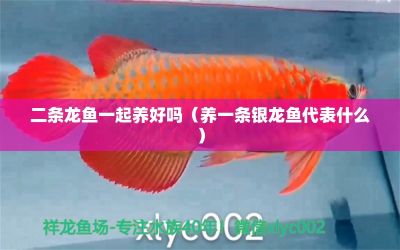 二條龍魚一起養(yǎng)好嗎（養(yǎng)一條銀龍魚代表什么）