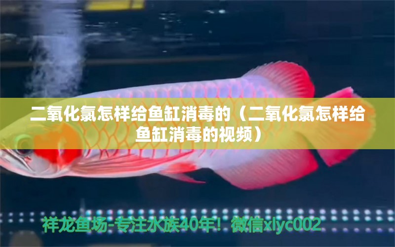 二氧化氯怎樣給魚(yú)缸消毒的（二氧化氯怎樣給魚(yú)缸消毒的視頻） 祥龍魚(yú)場(chǎng)