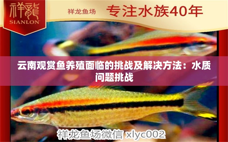 云南觀賞魚養(yǎng)殖面臨的挑戰(zhàn)及解決方法：水質(zhì)問題挑戰(zhàn)