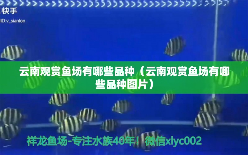 云南觀賞魚場有哪些品種（云南觀賞魚場有哪些品種圖片） 刀魚魚