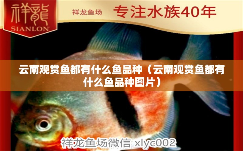 云南觀賞魚都有什么魚品種（云南觀賞魚都有什么魚品種圖片）