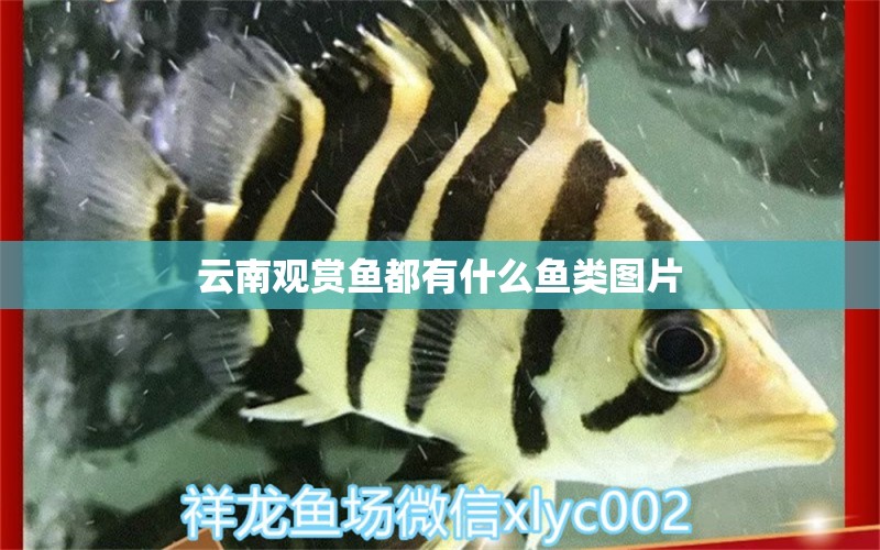 云南觀賞魚都有什么魚類圖片