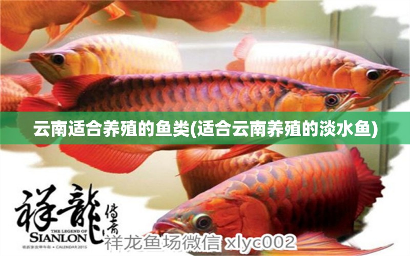 云南適合養(yǎng)殖的魚類(適合云南養(yǎng)殖的淡水魚) 黑影道人魚