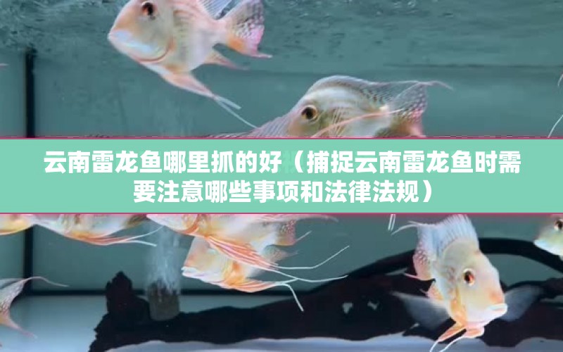 云南雷龍魚哪里抓的好（捕捉云南雷龍魚時需要注意哪些事項和法律法規(guī)） 水族問答 第1張