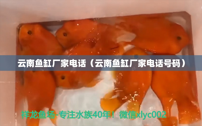 云南魚缸廠家電話（云南魚缸廠家電話號(hào)碼） 其他品牌魚缸