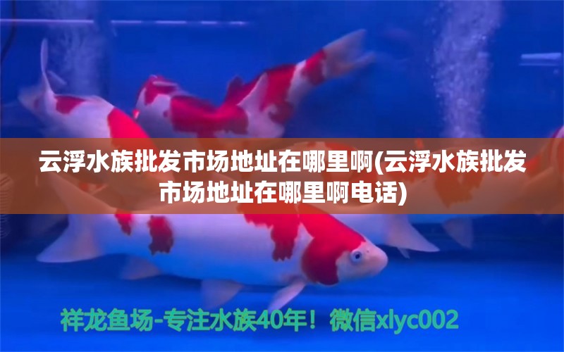 云浮水族批發(fā)市場(chǎng)地址在哪里啊(云浮水族批發(fā)市場(chǎng)地址在哪里啊電話) 觀賞魚(yú)水族批發(fā)市場(chǎng)