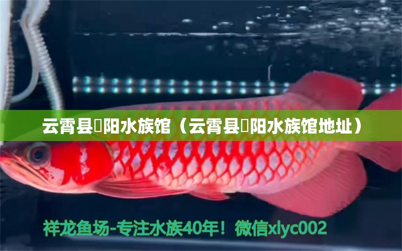 云霄縣玥陽水族館（云霄縣玥陽水族館地址） 全國水族館企業(yè)名錄