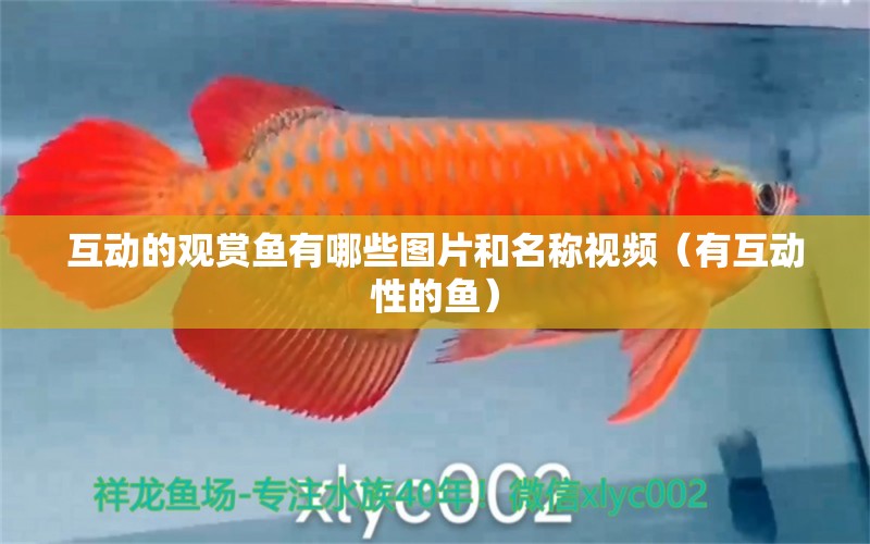 互動的觀賞魚有哪些圖片和名稱視頻（有互動性的魚）