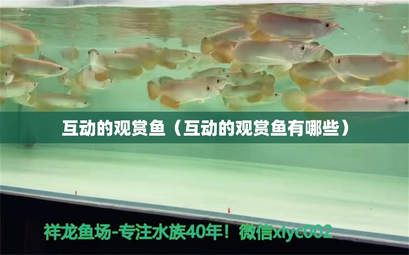 互動(dòng)的觀賞魚（互動(dòng)的觀賞魚有哪些） 麥肯斯銀版魚