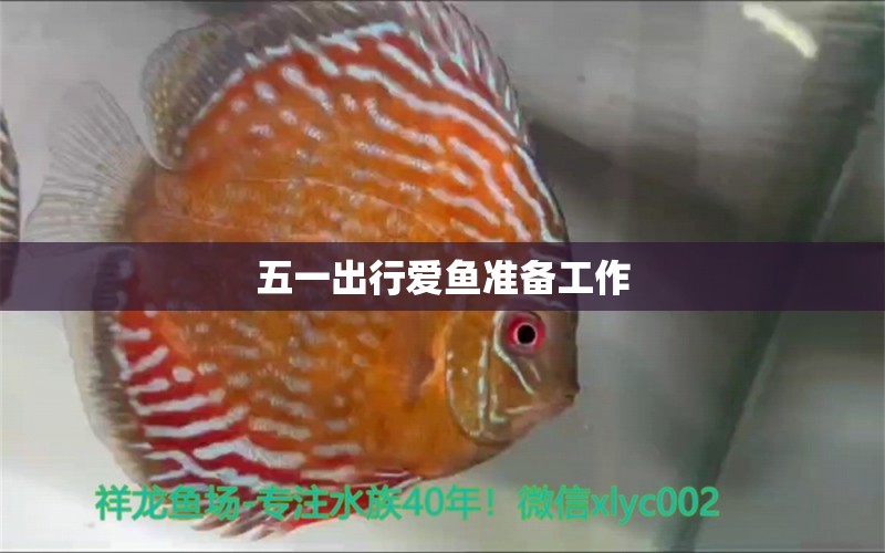 五一出行愛魚準備工作 祥龍赫舞紅龍魚 第3張