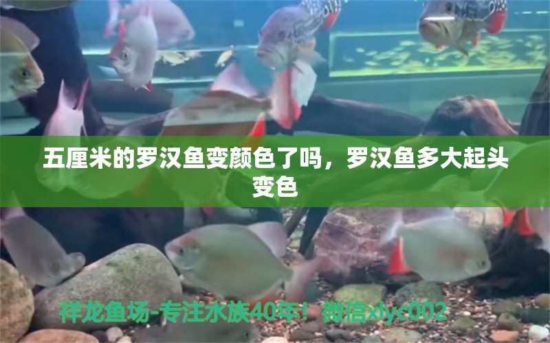 五厘米的羅漢魚(yú)變顏色了嗎，羅漢魚(yú)多大起頭變色