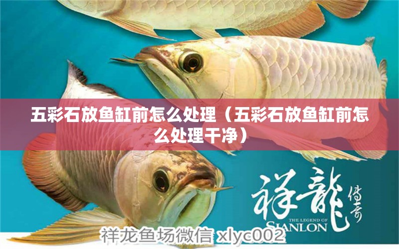 五彩石放魚缸前怎么處理（五彩石放魚缸前怎么處理干凈）