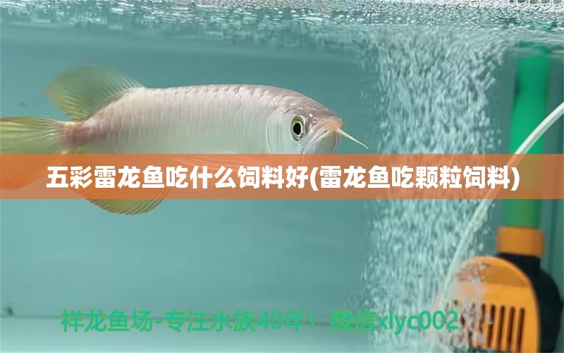 五彩雷龍魚吃什么飼料好(雷龍魚吃顆粒飼料)