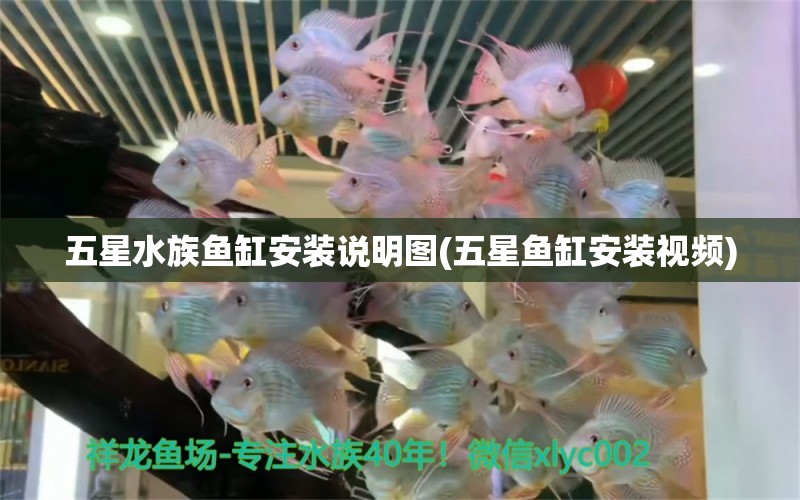 五星水族魚缸安裝說(shuō)明圖(五星魚缸安裝視頻) ?；?異型虎魚/純色虎魚