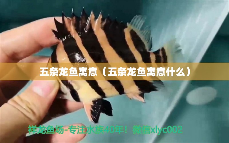 五條龍魚寓意（五條龍魚寓意什么）