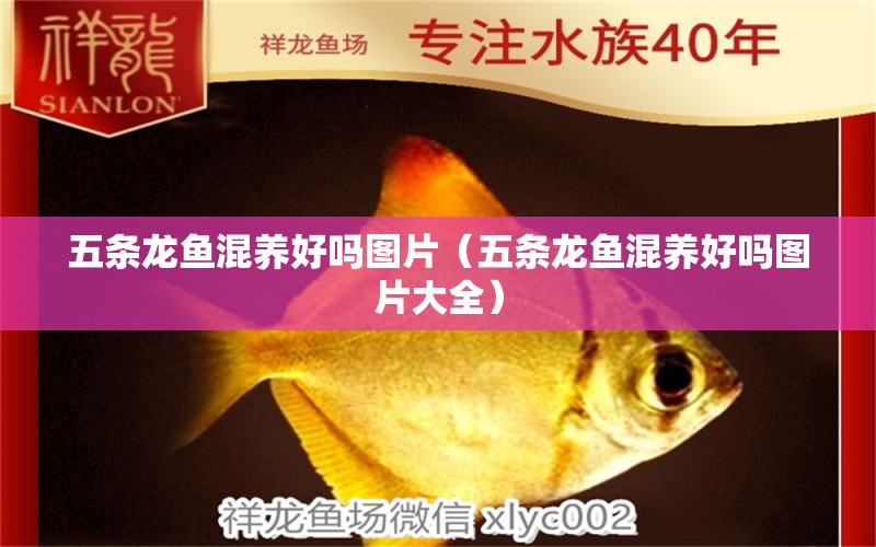 五條龍魚混養(yǎng)好嗎圖片（五條龍魚混養(yǎng)好嗎圖片大全）