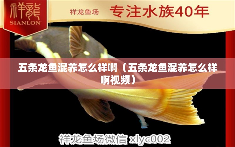 五條龍魚混養(yǎng)怎么樣啊（五條龍魚混養(yǎng)怎么樣啊視頻）