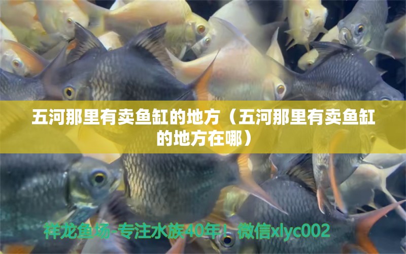 五河那里有賣魚缸的地方（五河那里有賣魚缸的地方在哪）