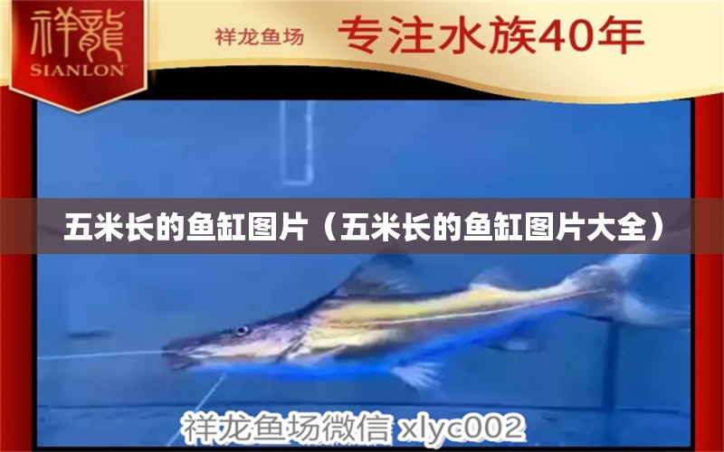 五米長的魚缸圖片（五米長的魚缸圖片大全） 其他品牌魚缸