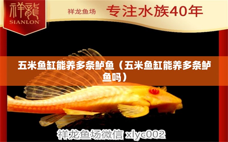 五米魚缸能養(yǎng)多條鱸魚（五米魚缸能養(yǎng)多條鱸魚嗎） 其他品牌魚缸