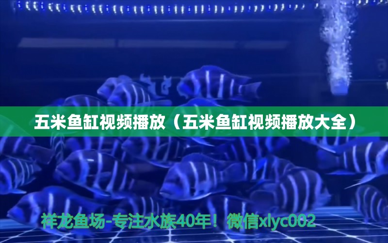 五米魚缸視頻播放（五米魚缸視頻播放大全）