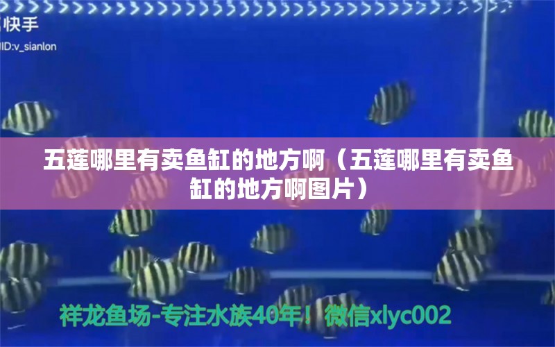 五蓮哪里有賣魚缸的地方?。ㄎ迳從睦镉匈u魚缸的地方啊圖片）