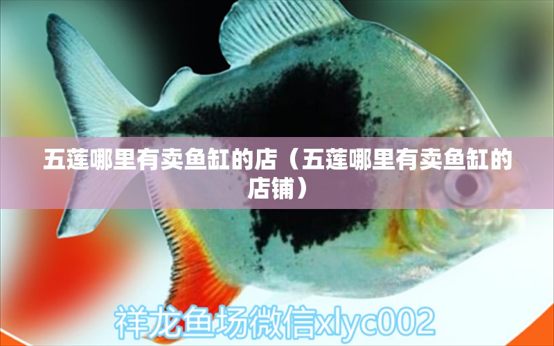 五蓮哪里有賣魚缸的店（五蓮哪里有賣魚缸的店鋪） 雙線側(cè)魚