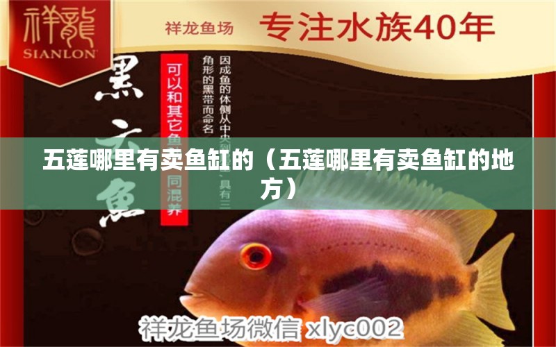 五蓮哪里有賣魚缸的（五蓮哪里有賣魚缸的地方）