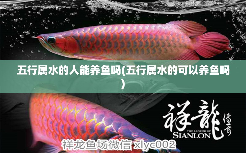 五行屬水的人能養(yǎng)魚嗎(五行屬水的可以養(yǎng)魚嗎) 元寶鳳凰魚專用魚糧