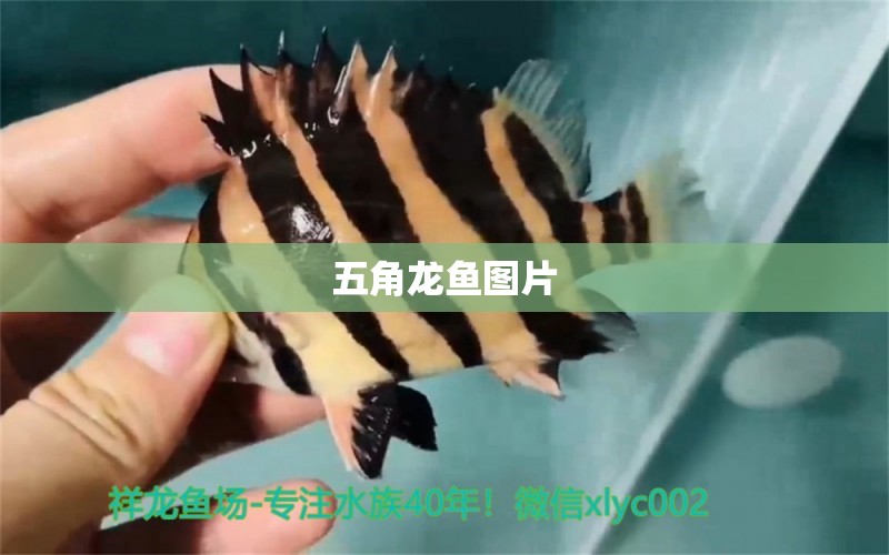 五角龍魚圖片 祥龍魚場