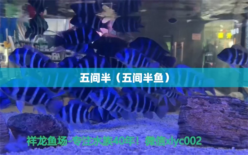 五間半（五間半魚）