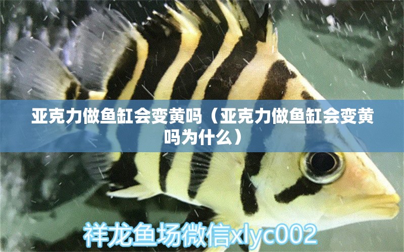 亞克力做魚缸會(huì)變黃嗎（亞克力做魚缸會(huì)變黃嗎為什么） 其他品牌魚缸