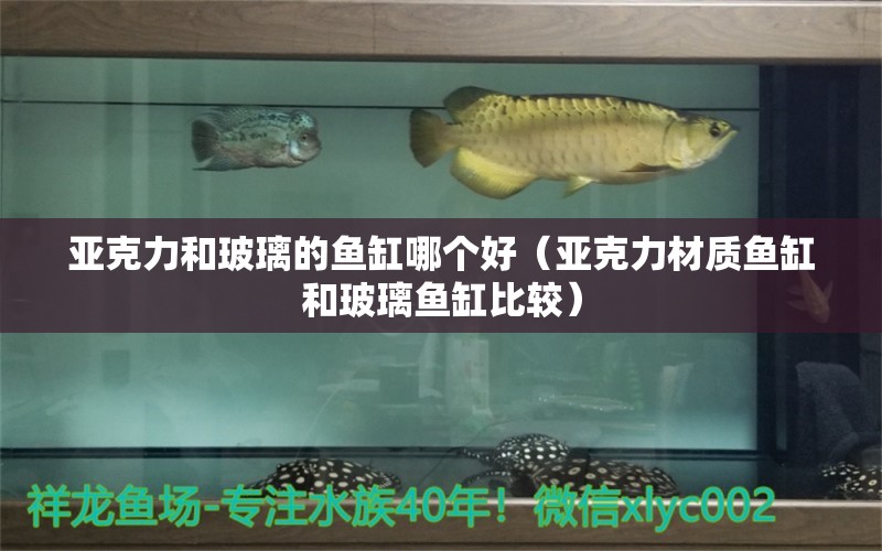 亞克力和玻璃的魚缸哪個(gè)好（亞克力材質(zhì)魚缸和玻璃魚缸比較） 斑馬狗頭魚