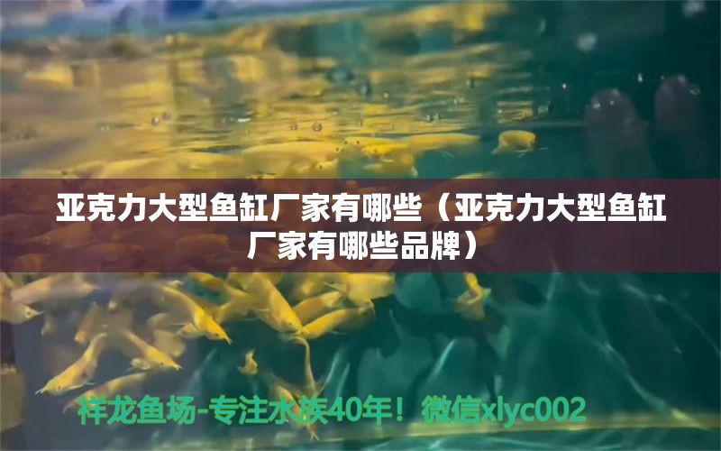 亞克力大型魚缸廠家有哪些（亞克力大型魚缸廠家有哪些品牌） 其他品牌魚缸